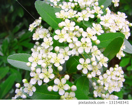 Pure white pyracantha flowers Pure white pyracantha flowers 131548341