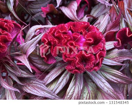 雞冠花德古拉 雞冠花德古拉 131548345