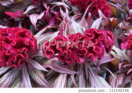 雞冠花 雞冠花 131548346