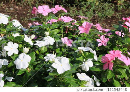 Daylily flowers blooming in the flowerbed Daylily flowers blooming in the flowerbed 131548448