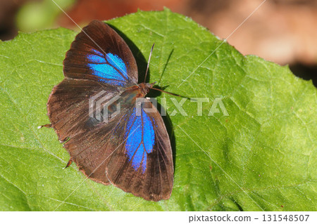 Purple swallow (female) 131548507