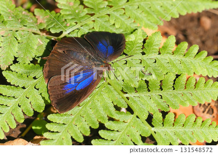 紫燕（女） 131548572