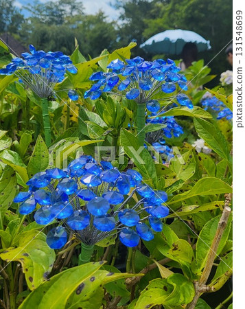 藍色繡球花 藍色繡球花 131548699