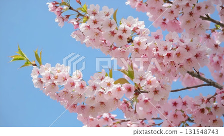 Delicate pink cherry blossoms bursting with spring color, spreading soft petals against vibrant blue sky and emerging green leaves 131548743