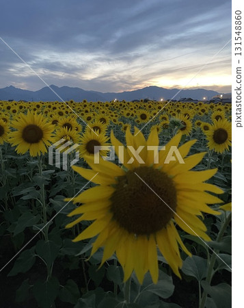 夕陽照亮的向日葵田 夕陽照亮的向日葵田 131548860