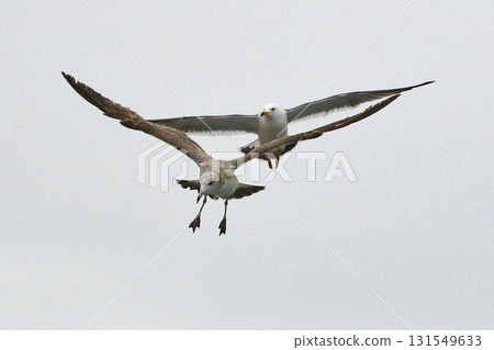 天橋立觀光船：跟隨船隻的海鳥（京都府宮津市） 131549633
