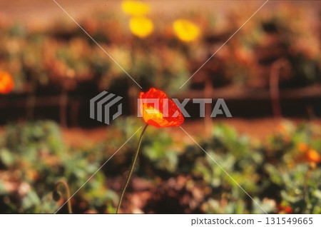 Poppy flowers photographed on positive film Poppy flowers photographed on positive film 131549665