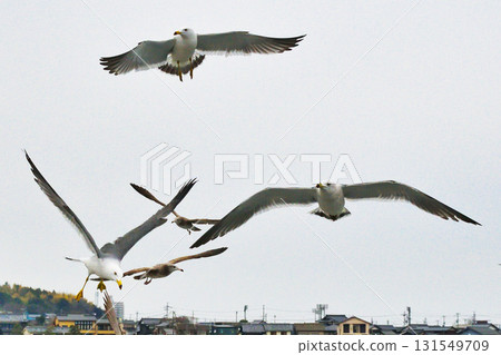 天橋立觀光船：跟隨船隻的海鳥（京都府宮津市） 131549709