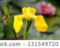 黃色鳶尾花 131549720