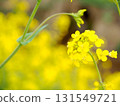 強姦開花 131549721
