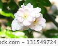 白玫瑰 131549724