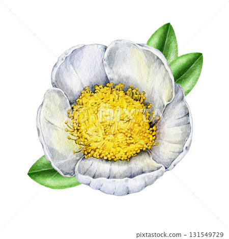 Green tea flower with leaves isolated on white background. Hand drawn vintage watercolor illustration. Camellia sinensis white flower with leaf decoration. Blooming green tea blossom natural element 131549729