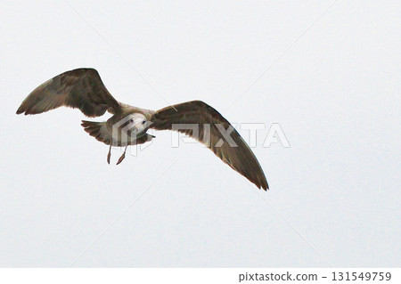 Amanohashidate sightseeing boat: Seabirds following the boat (Miyazu City, Kyoto Prefecture) 131549759