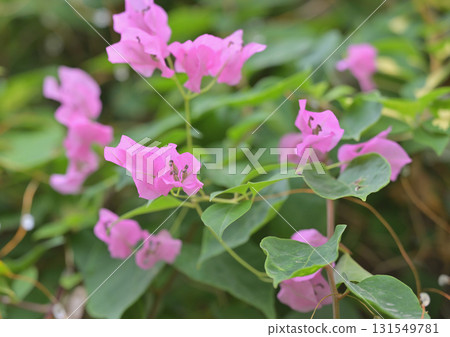 Bougainvillea Bougainvillea 131549781
