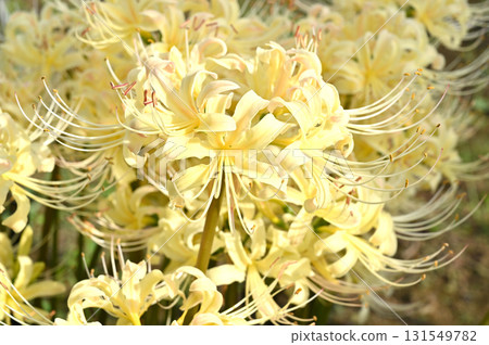 Plant: White-flowered lily of the valley, Amaryllidaceae Plant: White-flowered lily of the valley, Amaryllidaceae 131549782