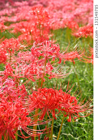 Plants · Higambuna Family Family Plants · Higambuna Family Family 131549785