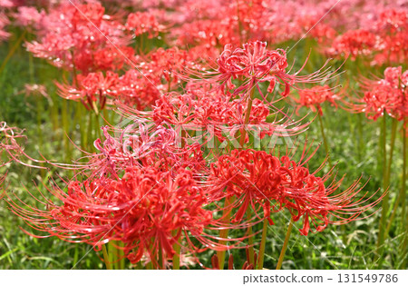 Plants · Higambuna Family Family 131549786