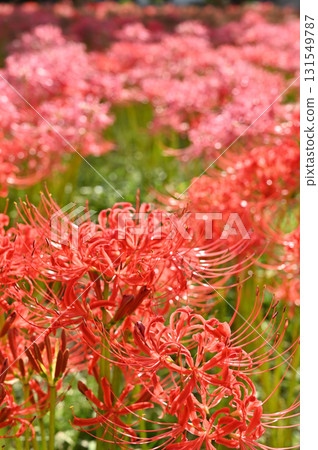 Plants · Higambuna Family Family Plants · Higambuna Family Family 131549787