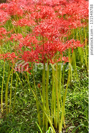植物·Higambuna家庭 植物·Higambuna家庭 131549788