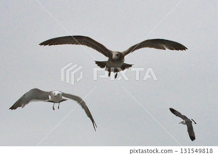 天橋立觀光船：跟隨船隻的海鳥（京都府宮津市） 131549818