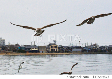 Amanohashidate sightseeing boat: Seabirds following the boat (Miyazu City, Kyoto Prefecture) 131549874