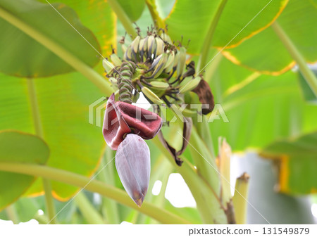 香蕉花 香蕉花 131549879