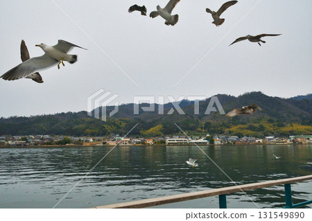 天橋立觀光船：跟隨船隻的海鳥（京都府宮津市） 131549890