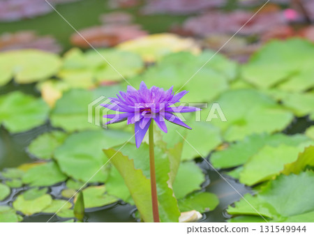 睡蓮鮮花 131549944