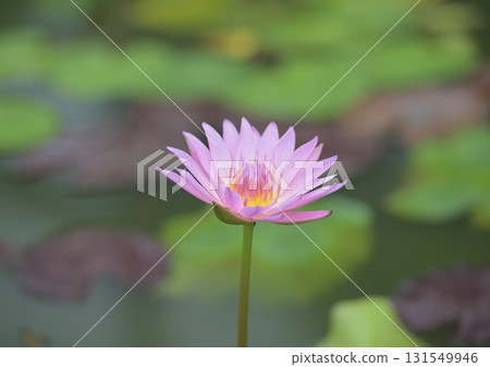 Water lily flowers 131549946