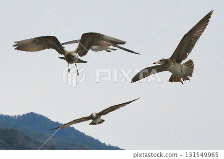 Amanohashidate sightseeing boat: Seabirds following the boat (Miyazu City, Kyoto Prefecture) 131549965