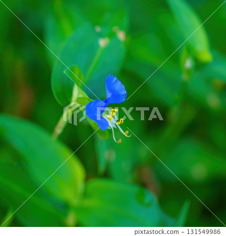 靜靜綻放的黃花菜 靜靜綻放的黃花菜 131549986