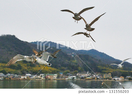 天橋立觀光船：跟隨船隻的海鳥（京都府宮津市） 131550203