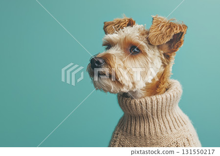 dog in light brown sweater against turquoise background 131550217