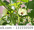 秋葵的花 131550509