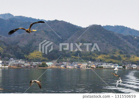 天橋立觀光船：跟隨船隻的海鳥（京都府宮津市） 131550659