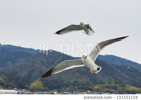 Amanohashidate sightseeing boat: Seabirds following the boat (Miyazu City, Kyoto Prefecture) 131551158