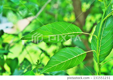 Underside of an alder leaf (summer, July) 131551231