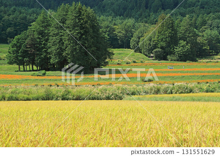 安曇野里山地區盛開的黃色波斯菊 131551629