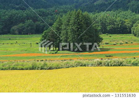 安曇野里山地區盛開的黃色波斯菊 131551630