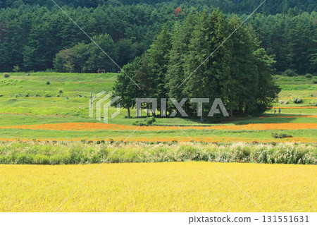 安曇野里山地區盛開的黃色波斯菊 安曇野里山地區盛開的黃色波斯菊 131551631