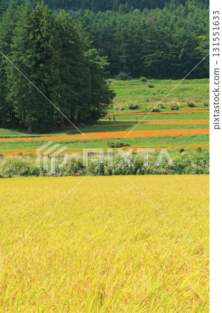 Yellow cosmos blooms in the Satoyama area of Azumino Yellow cosmos blooms in the Satoyama area of Azumino 131551633