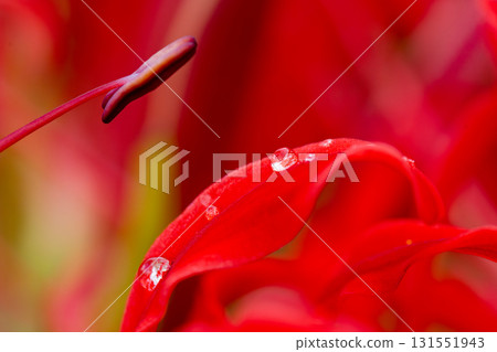 Cluster amaryllis drops Cluster amaryllis drops 131551943