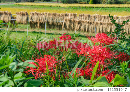 Red spider lilies and rice plants Red spider lilies and rice plants 131551947