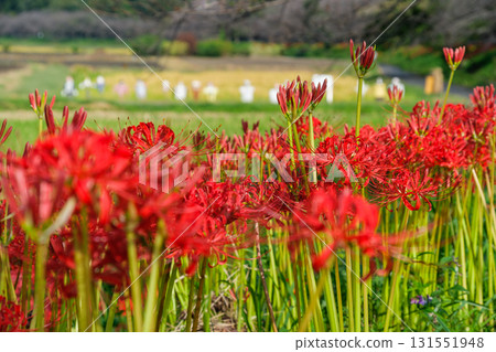 Higankishaka和稻草人 131551948