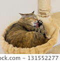 蓬鬆吊床上的野雞貓 131552277