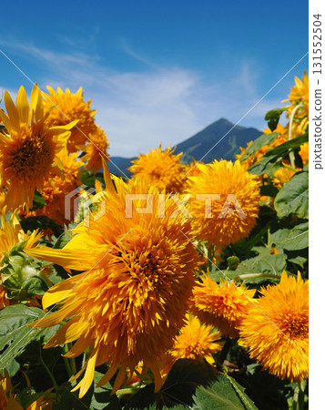 雙向日葵與磐梯山的合作令人印象深刻且美麗。 131552504