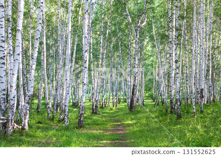 Beautiful birch forest in summer 131552625