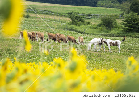 高原上的新綠與夏日色彩-蒜山高原 高原上的新綠與夏日色彩-蒜山高原 131552632