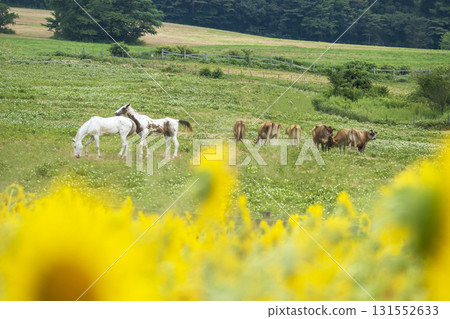 Image of fresh greenery and summer colors on the plateau - Hiruzen Plateau 131552633