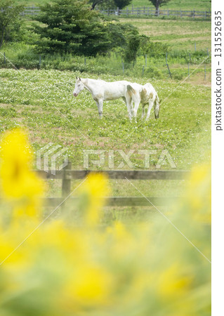 Image of fresh greenery and summer colors on the plateau - Hiruzen Plateau Image of fresh greenery and summer colors on the plateau - Hiruzen Plateau 131552635